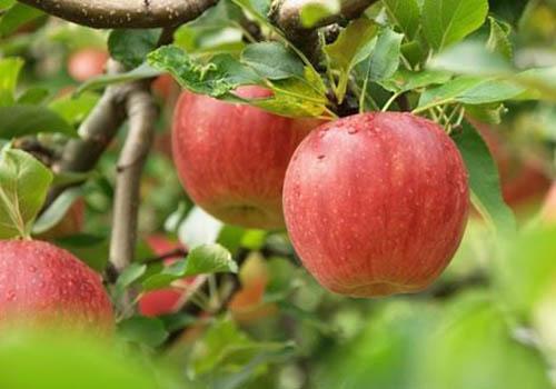 苹果怎么好吃还简单（苹果怎样好吃又简单）