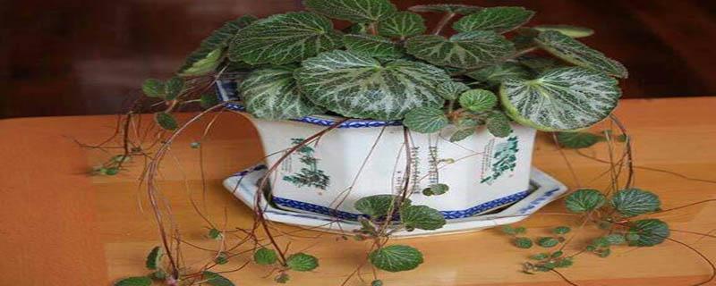 老虎草的功效与作用 老虎草的功效与作用竹盐