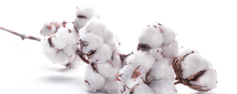 棉花籽的功效与作用（棉花籽的功效与作用,中药棉花子）