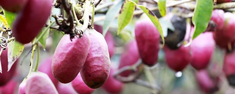 八月瓜吃什么部位 八月瓜吃了有什么营养