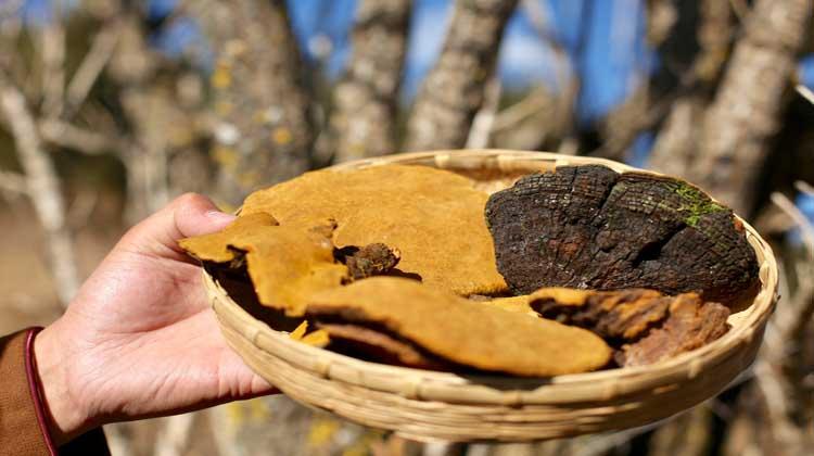 生桑黄的功效与作用 桑黄的功效与作用桑黄的功效