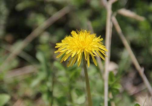 蒲公英茶和蒲公英根茶的区别(蒲公英跟蒲公英根茶的区别)