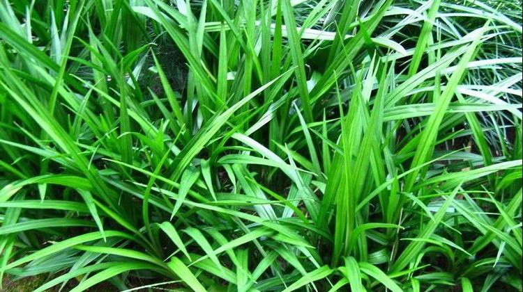 吉祥草的功效与作用