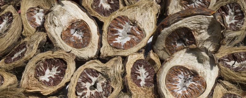 炒槟榔的功效与作用 炒槟榔的功效与作用与主治