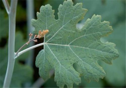 博落回的功效与作用