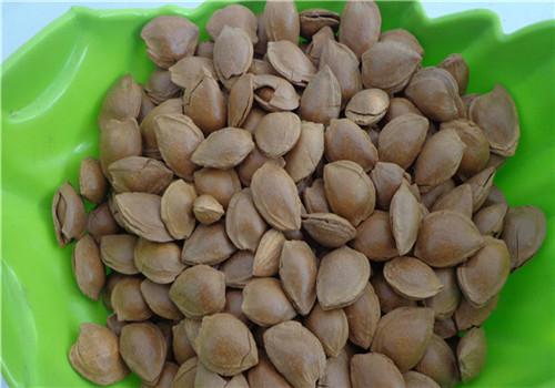 杏核的功效与作用（杏核的功效与作用是什么）