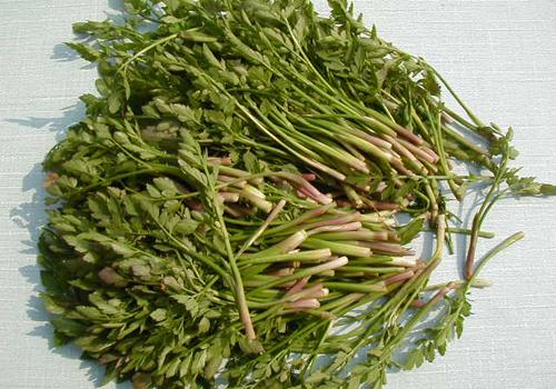 孕妇能吃野芹菜吗 孕妇能吃野芹菜吗带图片