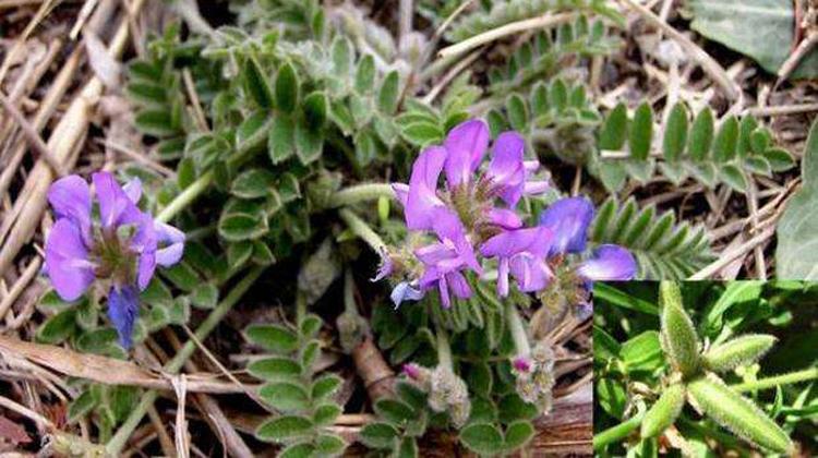 甜地丁的功效与作用价格 甜地丁的功效与作用