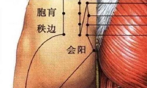 会阳准确位置图和作用(会阳准确位置图和作用及功阴)