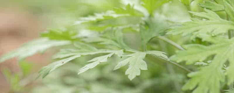 艾叶水能治痔疮吗（艾叶水冶痔疮怎么用）