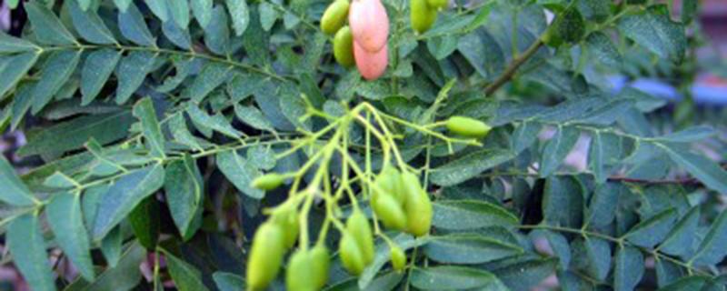 过山香的功效与作用 过山香的功效与作用图片