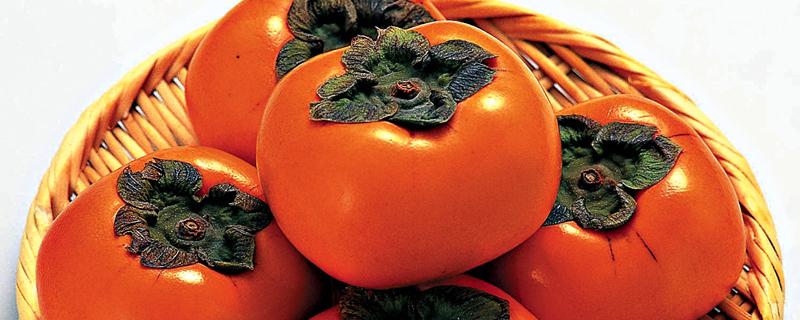 为什么柿子里面有黑点 柿子里有很多黑点是什么原因