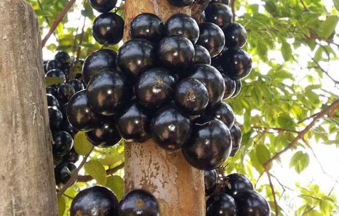 阴阳果有什么功效与作用 阴阳果的作用与功效