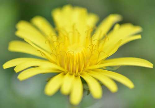 蒲公英枸杞能一起泡吗（蒲公英枸杞能一起泡吗功效）