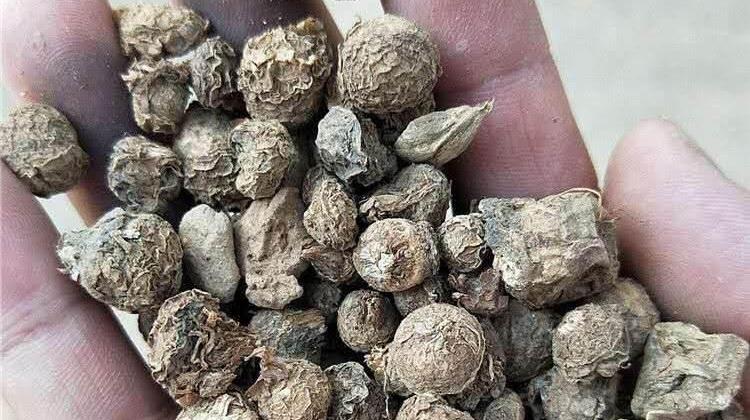 滴水珠的功效与作用 滴水珠的功效与作用图