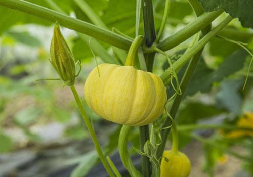 南瓜藤的功效与作用 南瓜藤竟然有这么多神奇的功效