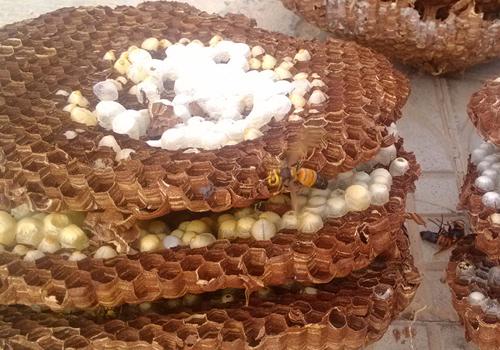 蜂蛹泡酒的营养价值（蜂蛹泡酒的营养价值和功效）