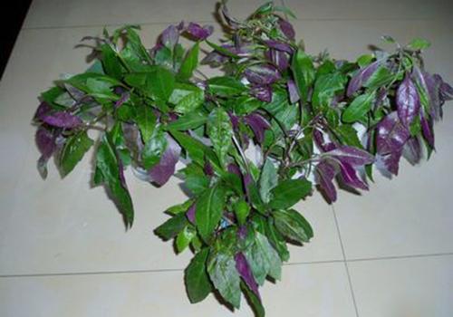 红背菜可以做辅食吗（红背菜可以做辅食吗宝宝）