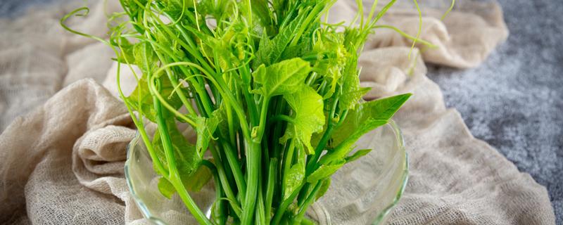 南瓜叶的禁忌和副作用 南瓜叶的功效和禁忌