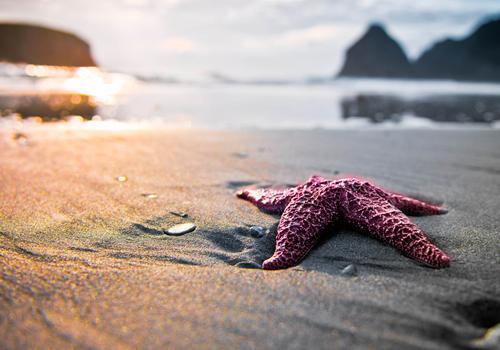 海星的营养价值（海星的营养价值高吗）