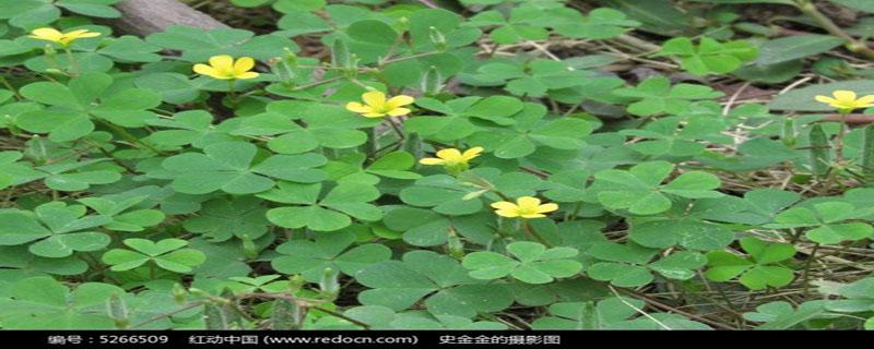 五叶草的功效与作用 五叶草的功效与作用是什么