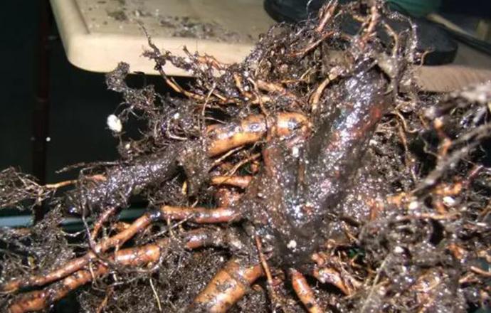 无花果根有什么功效 无花果根有什么药用价值