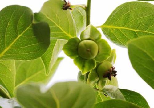 柿子叶孕妇可以吃吗（柿子叶孕妇可以吃吗）