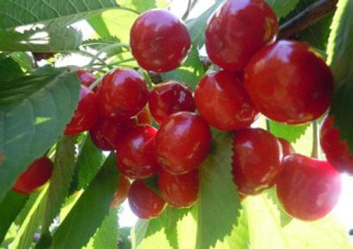 怀孕吃什么水果最好(怀孕吃什么水果最好控制血糖高)