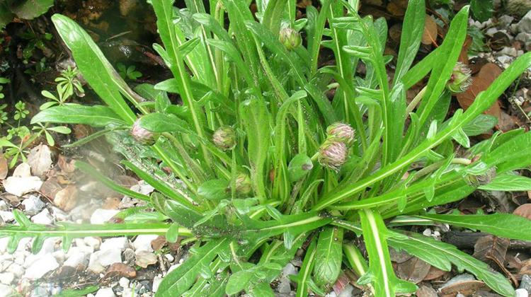 翼首草的功效与作用 翼首草的功效与作用图片