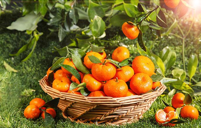 金钱橘怎样制作治疗咳嗽 金钱橘止咳怎么做