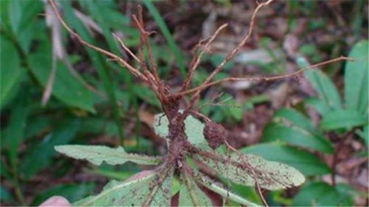 苦地胆的功效与作用（苦地胆的功效与作用胃癌可以吃吗）