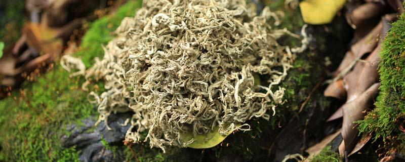 艾脐贴影响月经吗(经期为什么不能贴艾脐贴)