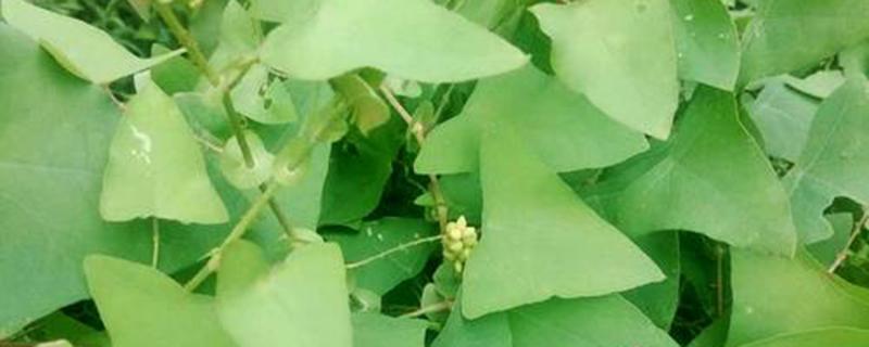 扛板归根的功效与作用（扛板归根功能主治）