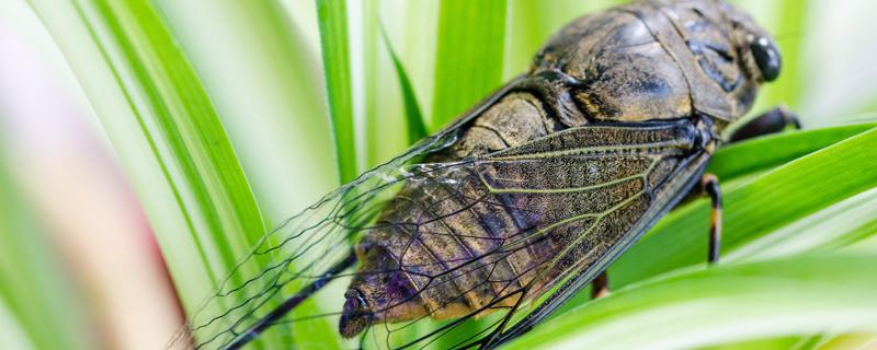 油炸知了的营养价值和功效 油炸知了的功效与作用