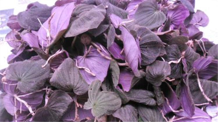 红天葵的功效与作用 红天葵的功效与作用禁忌