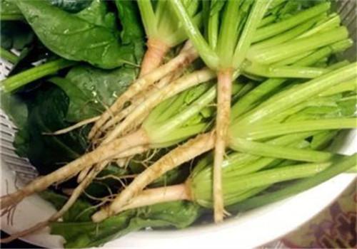 菠菜根的功效与作用禁忌 菠菜根的功效与作用