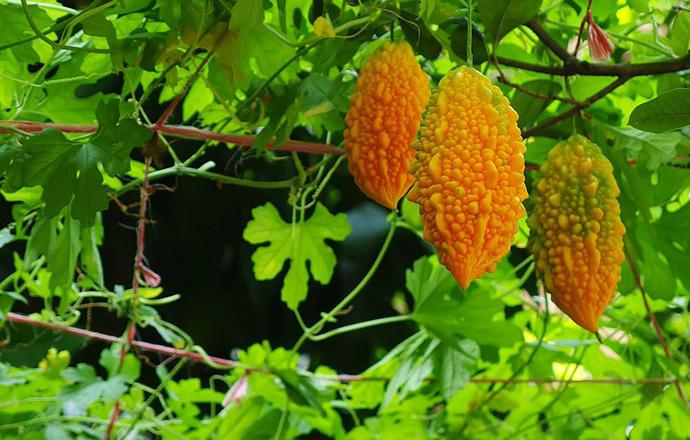 金铃子的功效与作用是什么（金铃子的功效与作用金铃子）