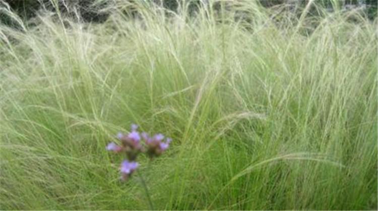 金丝草的功效与作用（金丝草的功效与作用及禁忌）