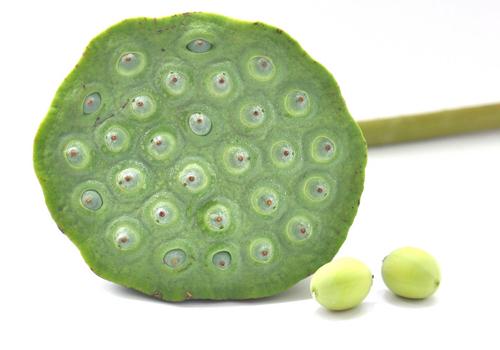 莲蓬几月份成熟 莲蓬几月份成熟上市