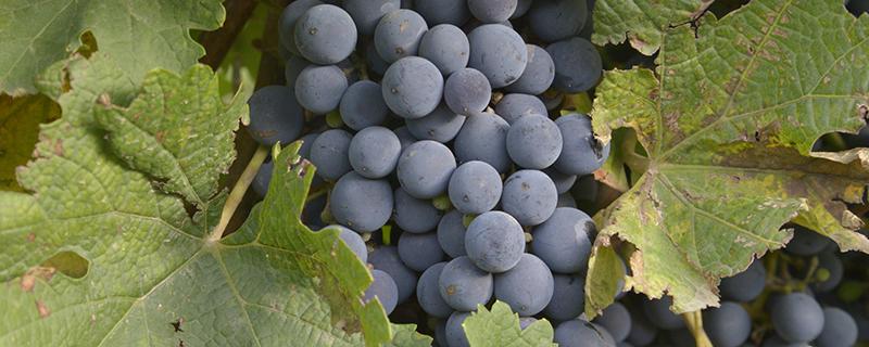 葡萄酵素的功效与作用（酵素葡萄干的功效与作用）