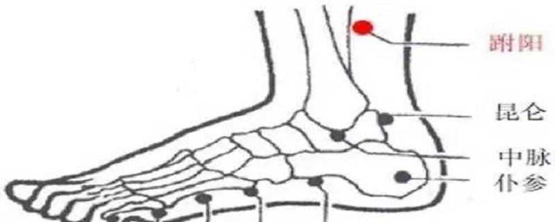 跗阳准确位置图和作用(跗阳准确位置图和作用视频)