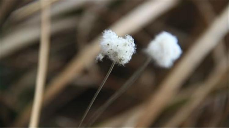 野棉花的功效与作用（野棉花的功效与作用和图片）