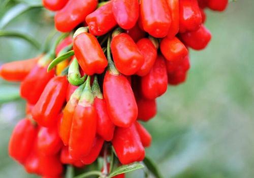 枸杞能降血糖吗（枸杞能降血糖吗我可以听两个字米了）