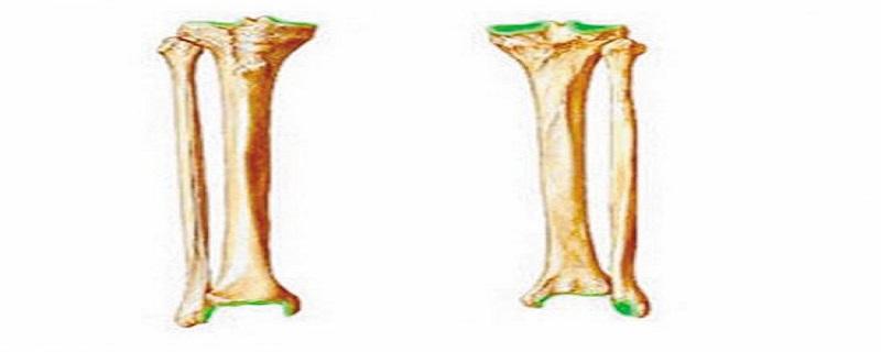 胫骨腓骨的区分（哪个是腓骨和胫骨）