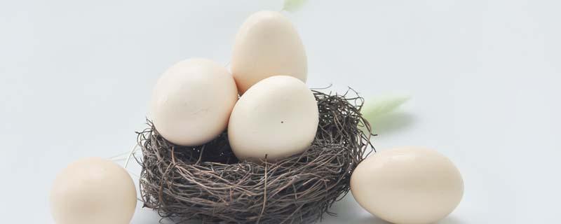 鸽子蛋的营养价值及功效（鸽子蛋和鸡蛋哪个营养价值更高）