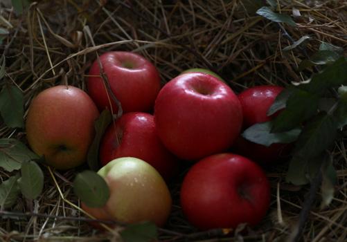蒸苹果的功效与作用禁忌的功效与作用 蒸苹果的功效与作用