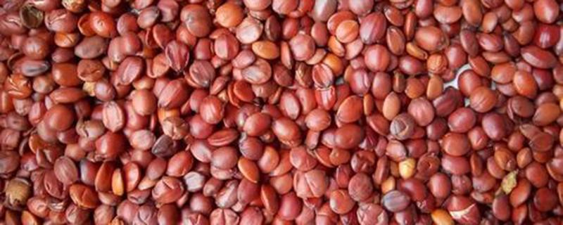 山枣仁的功效与作用 山枣仁的功效与作用禁忌