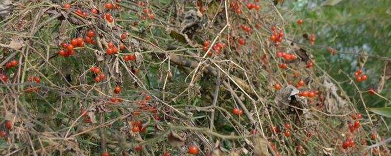 排风藤的功效与作用（中药排风藤的功效与作用）