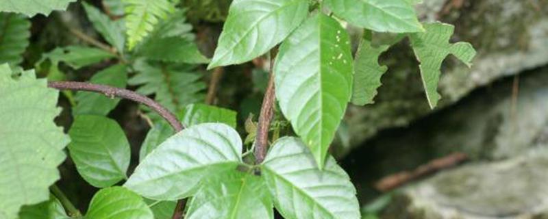 金线吊葫芦的功效与作用 金线吊葫芦的功效与作用及禁忌