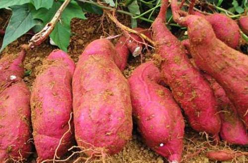 吃红薯的好处 红薯的美味制作方法